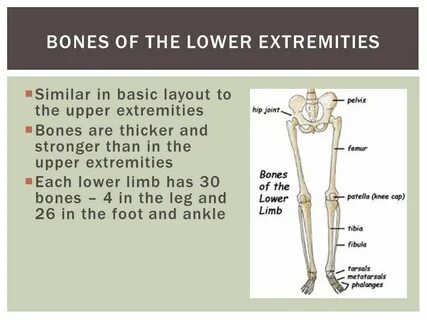 Anatomy of the Skeletal System - ppt video online download