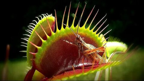 red dragon venus fly trap - Venusfliegenfalle - YouTube