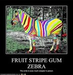 Zebra gum Memes