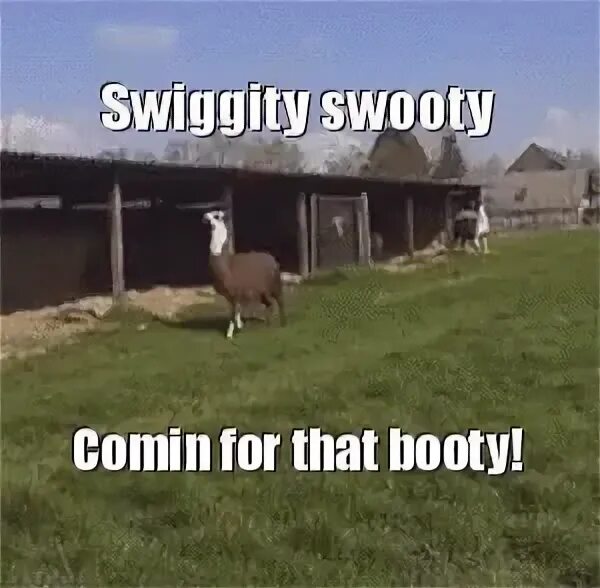 Swiggity Swooty Deer GIFs Tenor