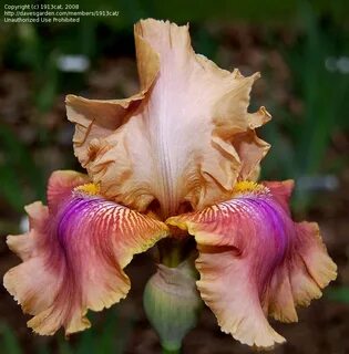 PlantFiles Pictures: Tall Bearded iris 'Polish Princess', 1 