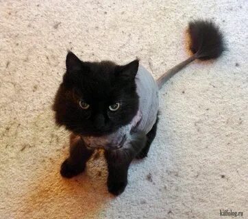 Бритые коты и кошки (45 фото) Persian cat, Cat haircut, Cats