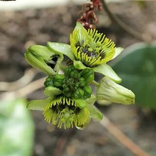 Passiflora coriacea - Alchetron, The Free Social Encyclopedi