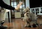 Kitty High Five GIF by Reactions Gfycat