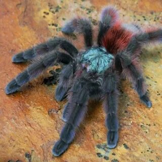 Caribena versicolor (SpidersForge) 8458299850 - Allegro.pl