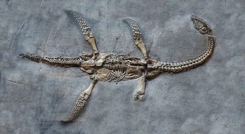Plesiosaur Fossil Photograph by Sinclair Stammers/science Ph