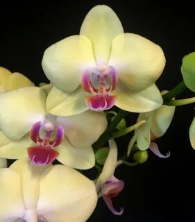 Phalaenopsis Miraflor - Orchids, orchid care substrates, Orc