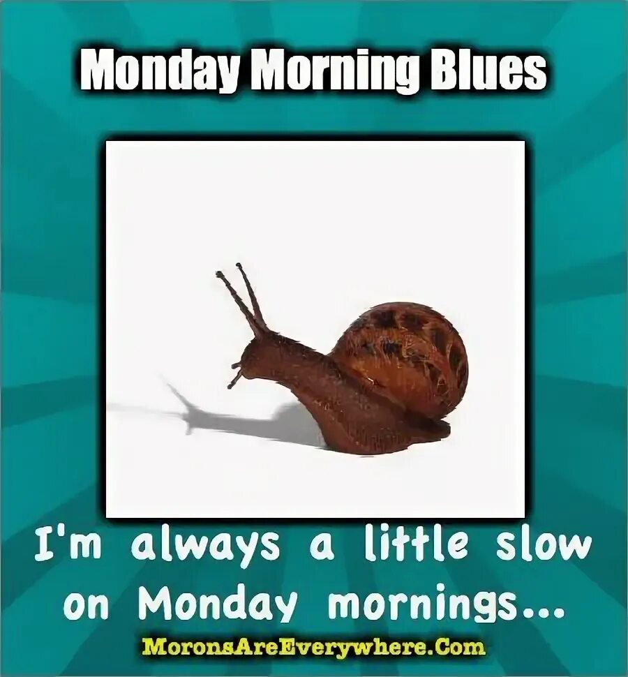 Funny Monday Quotes Monday humor, Monday humor quotes, Monda