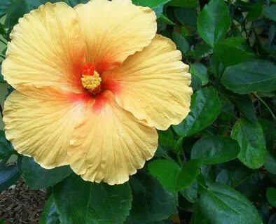 Joan Hibiscus - Used as an accent plant or in containers. Zo