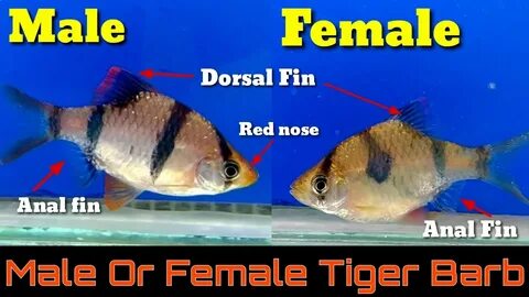8 Way To Identify Male Or Female Tiger Barb - YouTube
