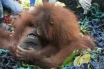 Orangutan hugs mum as they are released into the jungle afte