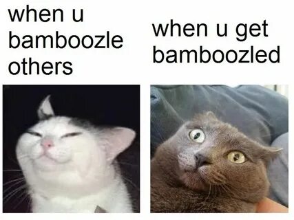 Plz don't bamboozle me :) Memedroid Funny animal memes, Funn