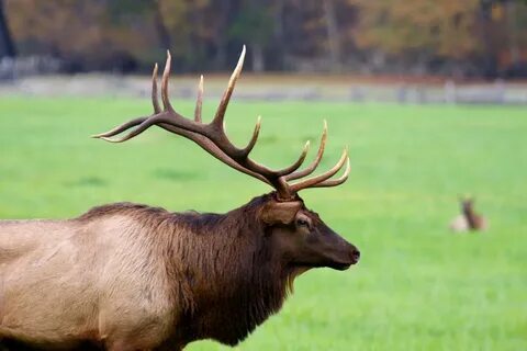 Bull Elk Profile Bull elk, Elk hunting, Bull