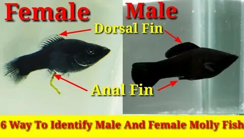 6 Way To Identify Male And Female Molly Fish - YouTube