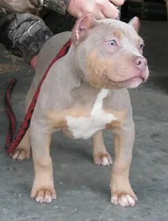 Purple tri. Love this color Bully breeds dogs, Pitbull puppi