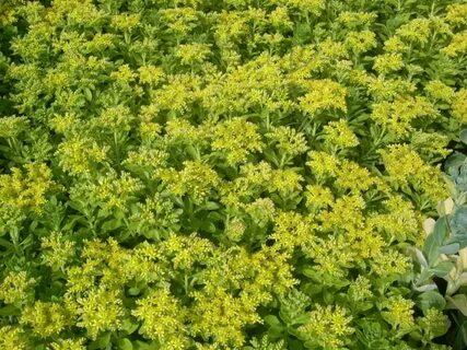 Phedimus takesimensis (Takeshima Stonecrop) - World of Succu