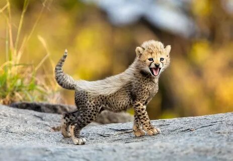 RK в Твиттере: "Cheetah time! Fluffy, adorable and fabulous!