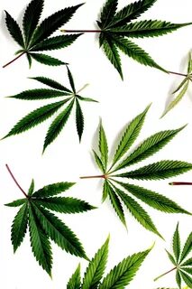 INDIVIDUUM graphic lab - hemp leaves . Cannabis Weed wallpap