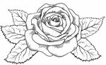 Smuk rose i stil med sorte og hvide gravering Vektor Colourb