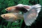 √ 35+ Different Types of Guppies In The World ( with Beautif