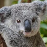 King Koala - YouTube