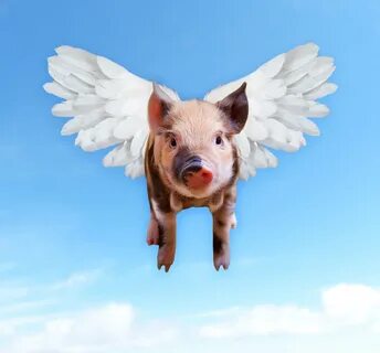 Pigs are flying - Steemit