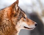 Shallow focus on a brown and black wolf HD wallpaper Wallpap