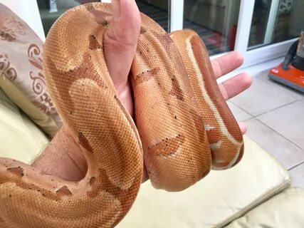 Red Pastel Hypo boa