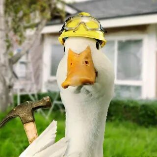 Aflac duck. Construction duck Aflac duck, Cute ducklings, Du