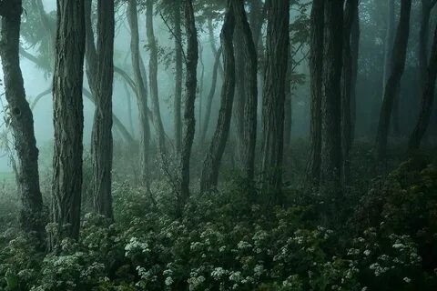Account Suspended Foggy forest, Dark naturalism, Misty fores