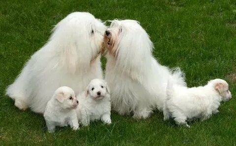 Coton de Tulear - Dog Breed Information and Images - K9RL