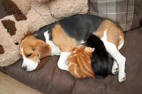 Beagle Bonds with Two Kittens, Decides to Nurse Duo and Beco