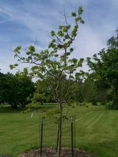 Twisty Baby Black Locust - Robinia pseudoacacia 'Lacy Lady' 