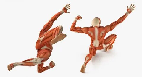 3D model Male Muscular System in Bodybuilder Pose 3D Molier 