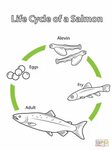 Life Cycle of a Salmon coloring page from Salmon category. S