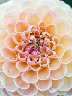 Top 7 Tips to Make Dahlias Last Longer Dahlia, Summer vegeta