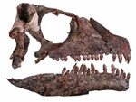 Azendohsaurus Skull Fossil Prehistoric animals, Fossil art, 