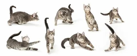 Playful Cat Изображения: просматривайте стоковые фотографии,