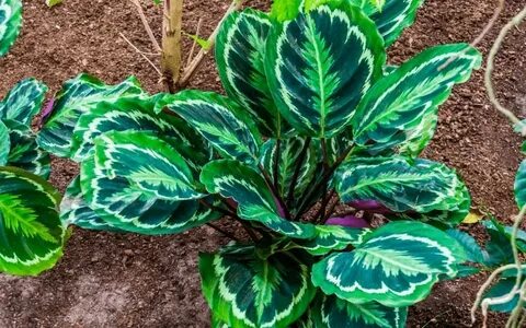 27 Types of Calathea Plants (With Pictures + Caring Guide)