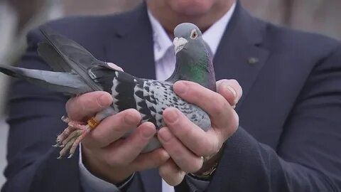 Armando, a Belgian star racing pigeon, auctioned for 1.25 mi