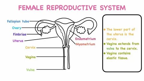 Female Reproductive System Reproductive System - YouTube