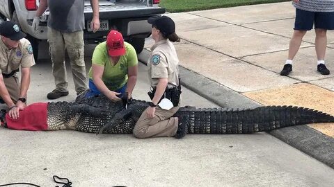 When a nearly 12-foot alligator came toward his 4-year-old, 