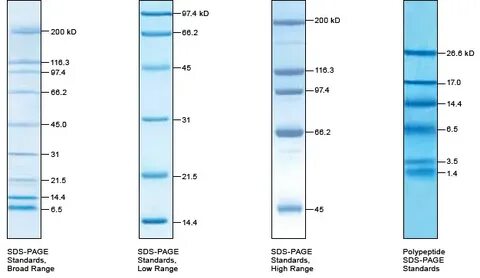 Terminal Rest Lounge broad range protein marker - davenabi.c