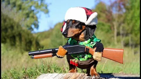 Oakley the Dachshund Goes DUCK HUNTING - (Cute Dog Hunting C