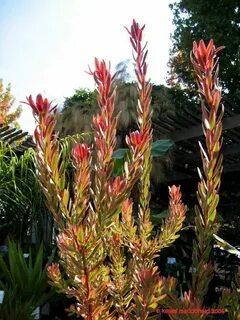 Full size picture of Common Sunshine Conebush, Geelbos, Red 