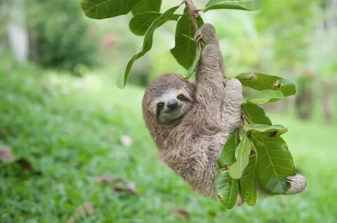 Sloth Hanging Out Glossy Poster Picture Photo Cute Funny Coo