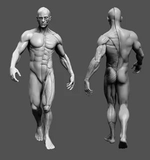 human body study Body study, Male body drawing, Body anatomy