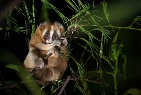 Slow loris study reveals human rhythm of sleep may be evolut