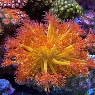 Kevin’s Reef Instagram (@yaboikevin42) - Public Profile Post