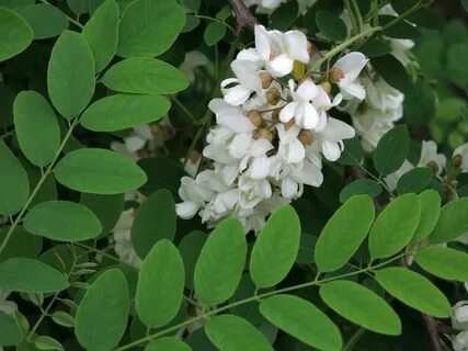 Acacia Flower - The Australian Treasure FloraQueen